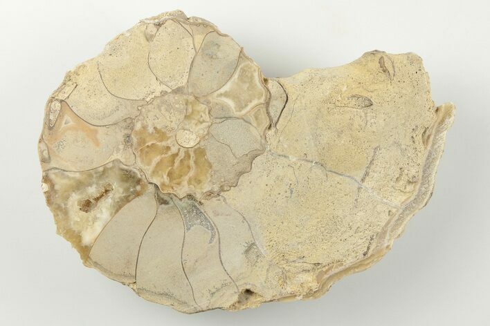 Cut/Polished Calycoceras Ammonite (Half) - Texas #198205